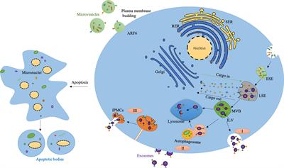 Extracellular Vesicles, New Players in Sepsis and Acute Respiratory Distress Syndrome